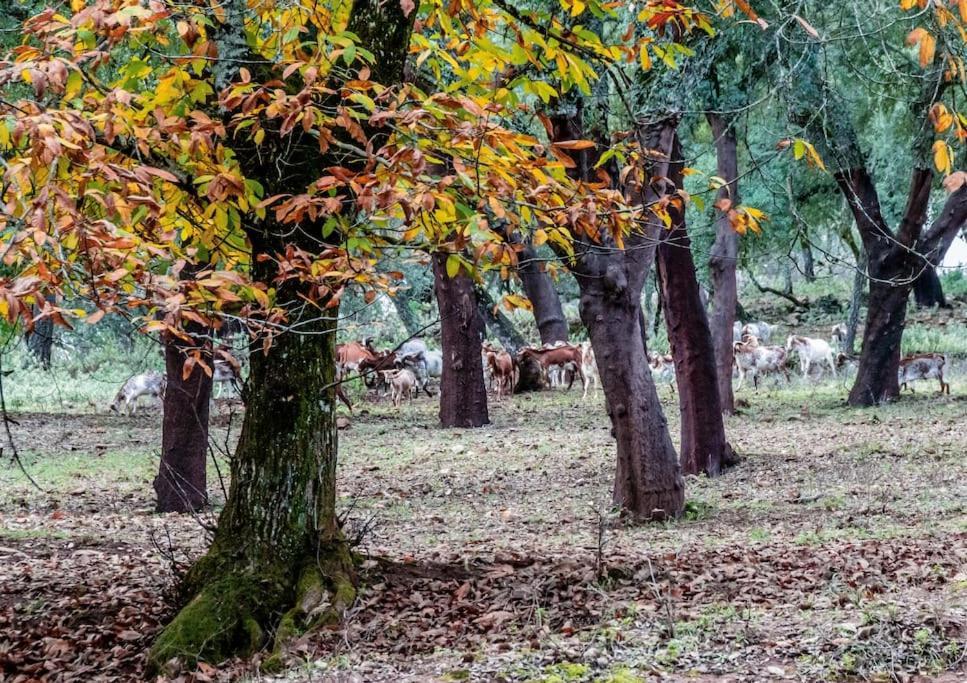 Casa Rural Alicia Cortegana Zewnętrze zdjęcie
